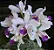Cattleya Amethystoglossa Coerulea - Limitada - Imagem 1