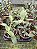 Cattleya Amethystoglossa Coerulea - Limitada - Imagem 2