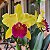 Blc. Alma Kee 'Tipmalee' - Vegetal com Brotacao - Imagem 1
