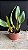 Blc. Alma Kee 'Tipmalee' - Vegetal com Brotacao - Imagem 2