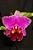 Blc. China Lady 'Orchis' - Vegetal - Imagem 1