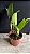 Blc. China Lady 'Orchis' - Vegetal - Imagem 2