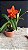 Slc. (Hawaiian Prominence America x Free Spirit) - Florida + Espata Floral - Imagem 1