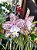 Cattleya Marie Haga 'Freckles' - 2 Brotacoes - Imagem 1