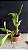 Cattleya Marie Haga 'Freckles' - 2 Brotacoes - Imagem 2
