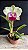 Blc. Chief Journey 'First Choice' - Florida - Imagem 1