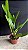 Laelia Purpurata Carnea - 2 Espatas Florais - Imagem 2