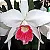 Laelia Purpurata Carnea - 2 Espatas Florais - Imagem 1