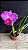 Blc. (Rolf Altenburg x Irene Finney) - A Mais Redonda - Imagem 1