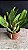 Lc. Melody Fair 'Mishima' - Espatas Florais + Brotacoes + Vaso Cheio - Imagem 2