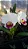Lc. Melody Fair 'Mishima' - Espatas Florais + Brotacoes + Vaso Cheio - Imagem 1