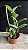 Cattleya Leopoldii Lilacina 1 - Brotacao (Pre Floracao) - Imagem 2