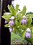 Cattleya Leopoldii Lilacina 1 - Brotacao (Pre Floracao) - Imagem 1