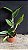Cattleya Leopoldii Lilacina 2 - Brotacao (Pre Floracao) - Imagem 2