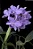 Cattleya Portia Coerulea 'Baronesa' - Vegetal Cheio - Imagem 1
