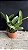 Cattleya Portia Coerulea 'Baronesa' - Vegetal Cheio - Imagem 2