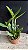 Cattleya Guttata Coerulea 2 - 2 Espatas Florais (Botao) - Imagem 2