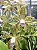 Cattleya Guttata Coerulea 3 - Espata Floral + 2 Brotacoes (Botao) - Imagem 1