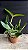 Cattleya Guttata Coerulea 3 - Espata Floral + 2 Brotacoes (Botao) - Imagem 2