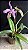 Cattleya Maxima 1 - Florida - Imagem 1