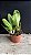 Blc. Ann Cleo 'Laina' - Vegetal com Brotacao - Imagem 2