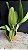 Blc. Oriental Mambo 'Red Ribbon' - Tousseira 2 Brotacoes (Ultimo) - Imagem 2