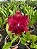 Blc. Oriental Mambo 'Red Ribbon' - Tousseira 2 Brotacoes (Ultimo) - Imagem 1