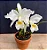 Cattleya Mossiae Alba 'Super White' - 2 Frentes com Botoes - Imagem 1