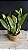 Cattleya Mossiae Alba 'Super White' - 2 Frentes com Botoes - Imagem 2
