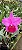 Blc. Memoria Crispin Rosales 1 - 2 Brotacoes (Vegetal Vermelho) - Imagem 1