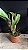 Blc. Memoria Crispin Rosales 1 - 2 Brotacoes (Vegetal Vermelho) - Imagem 2