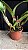 Blc. Memoria Crispin Rosales 2 - 3 Brotacoes (Vegetal Vermelho) - Imagem 2