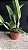 Blc. Memoria Crispin Rosales 3 - 4 Brotacoes (Vegetal Vermelho) - Imagem 2