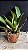 Blc. Chief Journey 'First Choice' - 2 Brotacoes (Tousseira) - Imagem 2