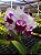 Blc. Chief Journey 'First Choice' - 2 Brotacoes (Tousseira) - Imagem 1