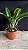 Cattleya Egyptian Queen 'Inner Fire' - Brotacao (Limitada) - Imagem 2