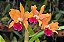 Cattleya Egyptian Queen 'Inner Fire' - Brotacao (Limitada) - Imagem 1