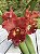 Blc. Nakornchaisri Red - Espata Floral - Imagem 1