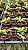 Caulocattleya Chantily Lace - LIMITADAS Orquidea Chantily Lace - Imagem 2
