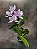 Caulocattleya Chantily Lace - LIMITADAS Orquidea Chantily Lace - Imagem 1