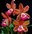 Cattleya Amigo Aniel Carnier - Pre Adulta - Imagem 1