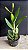 Cattleya (Labiata Coerulea x Dinard Blue) - Sementeira - Imagem 1