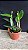 Cattleya (Intermedia Flamea x Tropical Sunset) - 2 Frentes com Botoes - Imagem 2