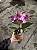 Cattleya (Intermedia Flamea x Tropical Sunset) - 2 Frentes com Botoes - Imagem 1