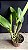 Cattleya (Excellency Gold x Gigas) - 2 Espatas Florais (BotoeS) - Imagem 2