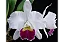 Cattleya Mildred Rives 'Orchidglade' - 2 Frentes com Botoes (Vaso Gigante) - Imagem 1