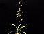 Encyclia Andrichii - Haste Floral Gigante - Imagem 1