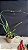 Encyclia Andrichii - Haste Floral Gigante - Imagem 2