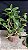 Dendrobium rosy cluster 1 - vegetal cheio - Imagem 2