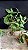Dendrobium rosy cluster 2 - vegetal cheio - Imagem 2